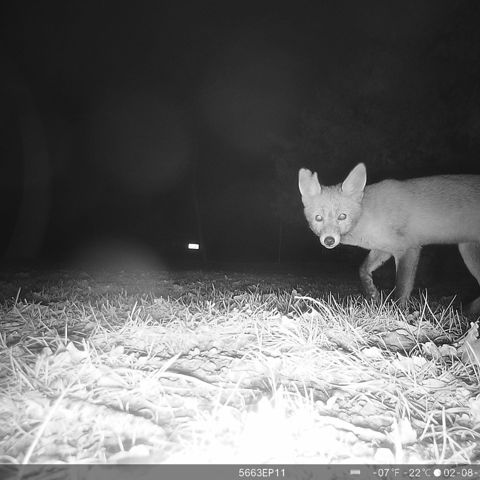 Fototentoonstelling Dieren In Jouw Tuin